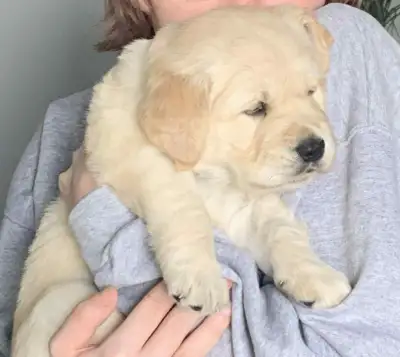 Purebred Golden Retriever Puppies, View more