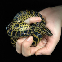 Exotic Pet Rescue and Rehoming!