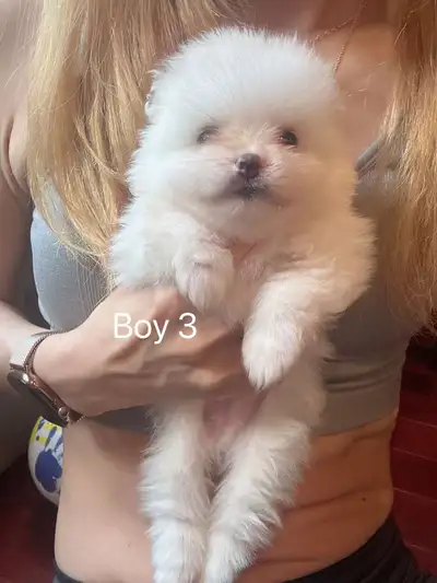 Tiny toy / Toy size Pomeranian puppies , View more