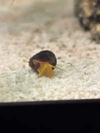Baby Orange rabbit snail , View more
