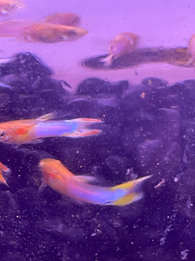 Male Japanese Blue Gold Double Sword Guppies  in Fish for Rehoming in Hamilton - Image 4