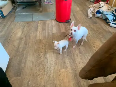 chihuahua terrier male pup asking $450.