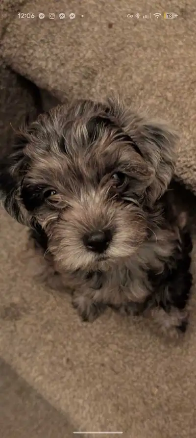 Merle Yorkie / Poodle Mix Puppies, View more