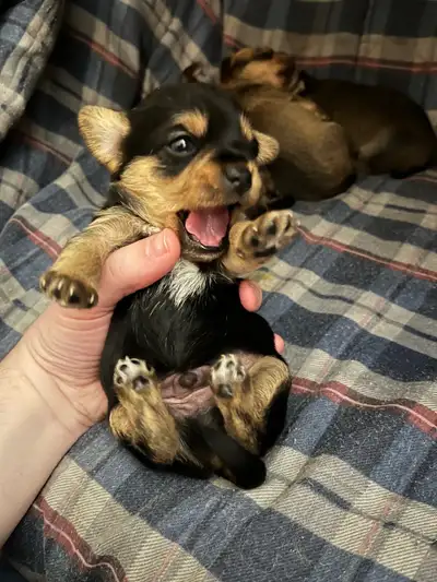 Yorkie Beagle Mix Puppies For Sale 3 left, View more