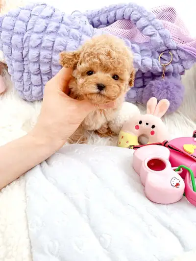 If this ad is up, they are available. We have a Tiny/Toy poodle puppies available. They've been dewo...