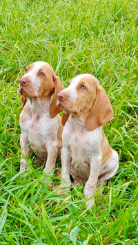 Bracco Italiano Puppies NAVHDA Registered - July 2022