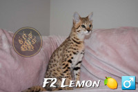 F8-F9 Savannah kittens Tica Registered