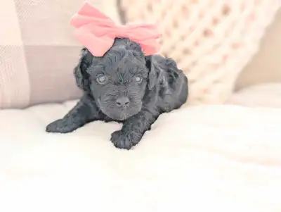 Two ADORABLE sisters AVAILABLE!!! Our two girls, Cherry & Blossom, are available to be reserved in a...