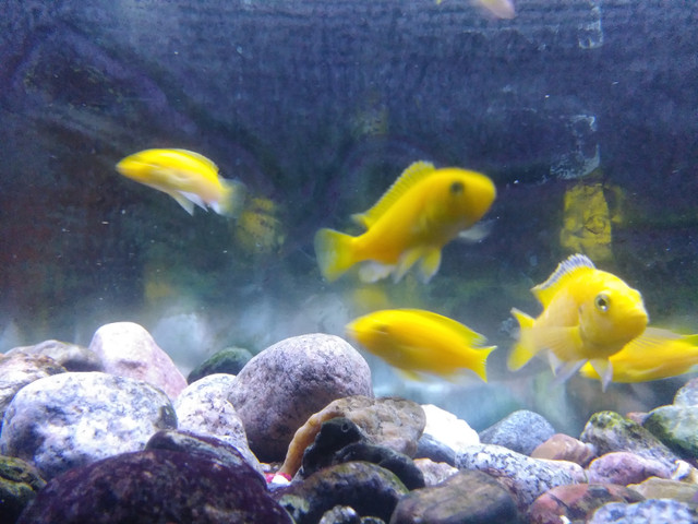 ELECTRIC YELLOW adults in Fish for Rehoming in Winnipeg - Image 2