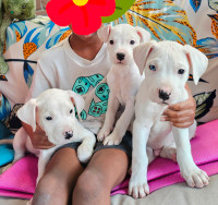 Dogo argentino Puppies ONLY 2 MALES LEFT