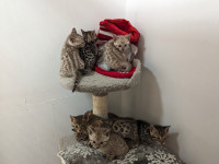 Bengal Kittens for Sale!!! - 2 Left