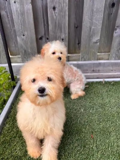Maltipoo puppies, View more