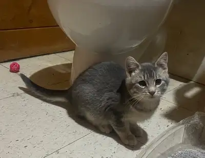 I have 4 kittens and a catten to rehome to loving homes, variety of ages: There are 2 kittens, prox....