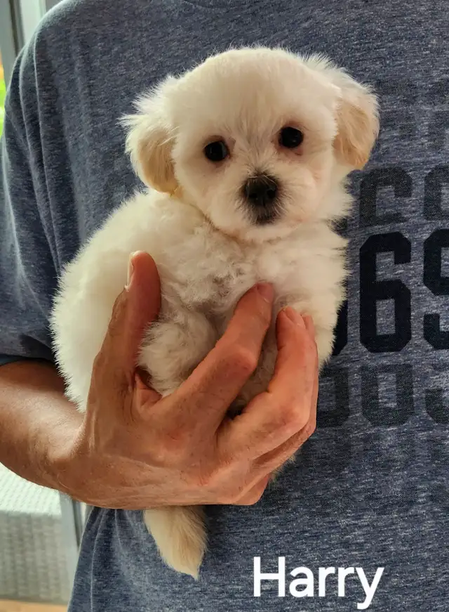 MÂLE MALTIPOO: 5 lb adultes in Dogs & Puppies for Rehoming in City of Montréal - Image 2