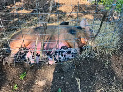 pigs for sale , View more