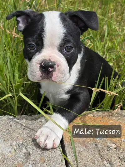 Adorables Frenchton!!! Prêts pour familles pour la vie!, View more