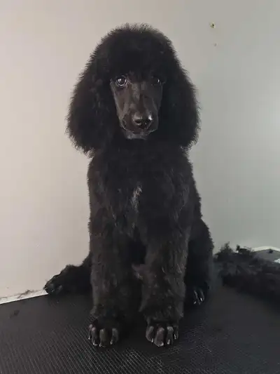 Stunning Standard Poodles, View more