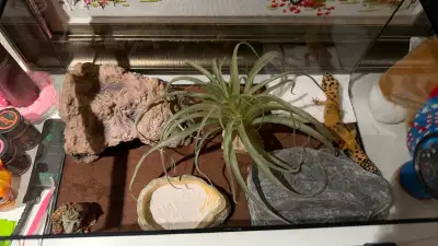 Leopard Gecko Looking for a Loving New Home , View more