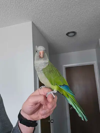 I'm rehoming my lovely Quaker Parrot, who is looking for a new place to spread his wings! This affec...