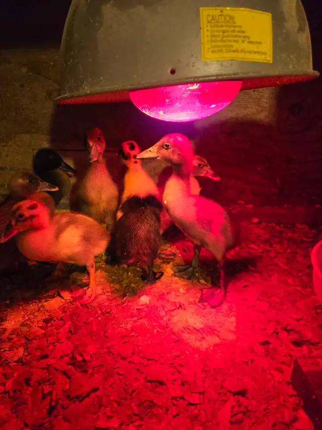 Runner  ducklings in Livestock in Hamilton - Image 7