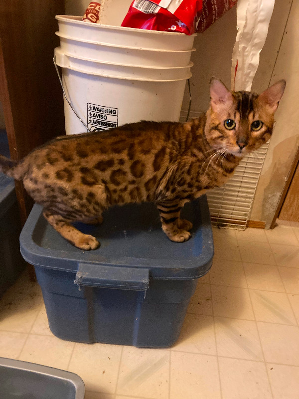 Bengal cats in Cats & Kittens for Rehoming in Edmonton - Image 2