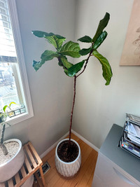 Ficus Lyrata (Fiddle Leaf Fig) - Indoor Plant