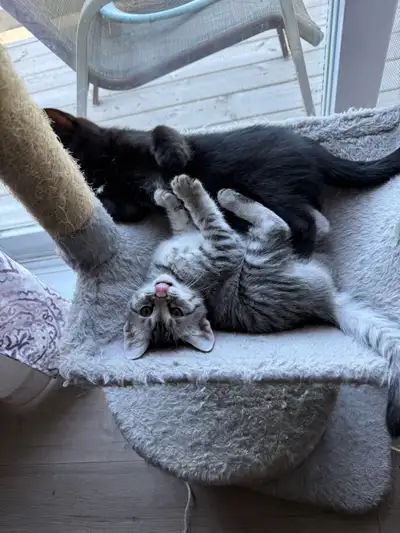 Une de 4 mois .. et une autre nés fin mars ( la tigré) .. Recherche bonne famille ☺️