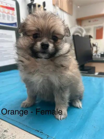 PRICE DROP- Purebred Pomeranian’s!, View more