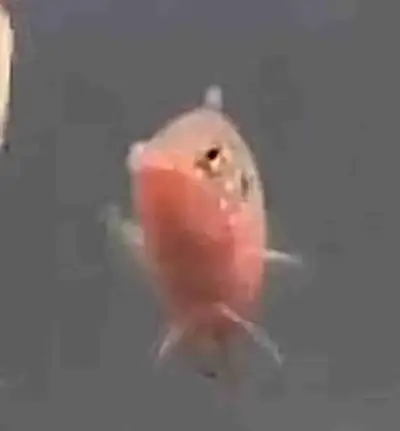 Jewel Cichlid - 5yr old female, View more