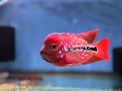 VIP kamfa flower horn for sale at TT Pets, View more