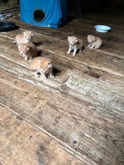 Kittens for sale -$100 each, View more