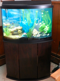 36 gallon fish tank with stand and bubbler and filter and decor
