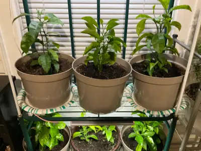 Baby Mandarin Orange Tree plants, View more