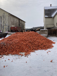 Carrots for feed 