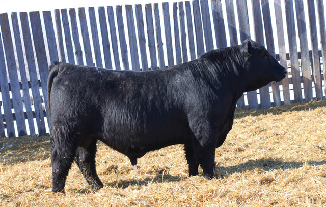 Black Angus Bulls in Other in Saskatoon - Image 2