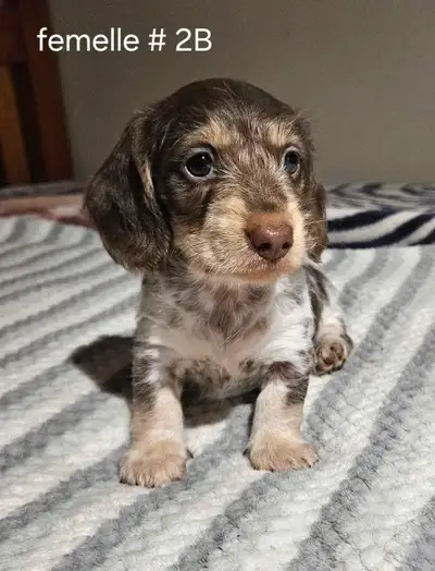 chiots teckel dachshund puppies, View more
