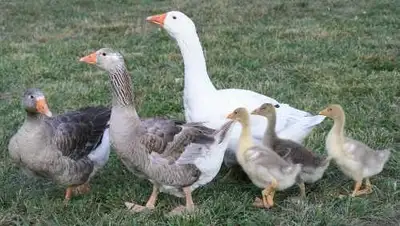 LF Pilgrim geese/goslings, View more