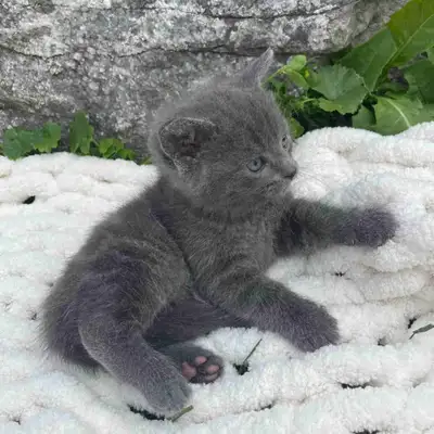 Kittens for sale!, View more