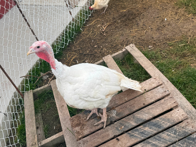 Turkeys in Livestock in Hamilton - Image 3