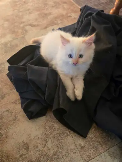 Ragdoll kittens For sale, View more
