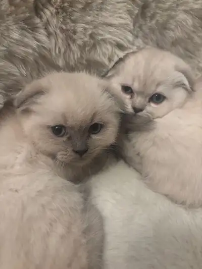 Scottish Fold Kittens, View more