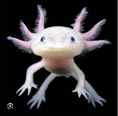 looking for axolotl ( with tank ) , View more
