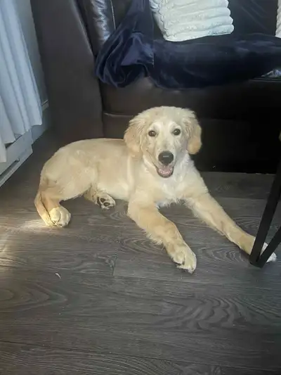 Golden Retriever mâle à vendre – né le 8 mars 2025, View more