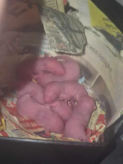 Rats for rehoming, View more