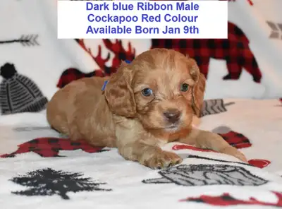 Beautiful Cockapoo Puppies Available, View more