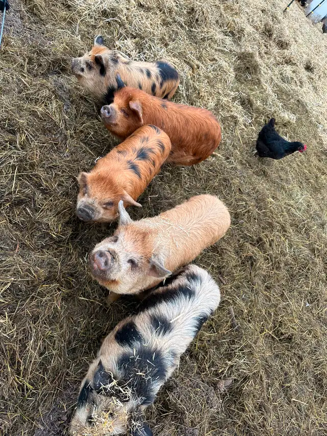 Registered Kune Kune Pigs for Sale in Livestock in Cranbrook - Image 2
