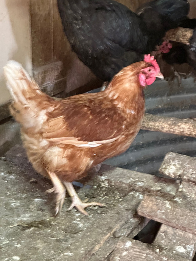 1 year old Brown Leghorn Hens in Livestock in Winnipeg