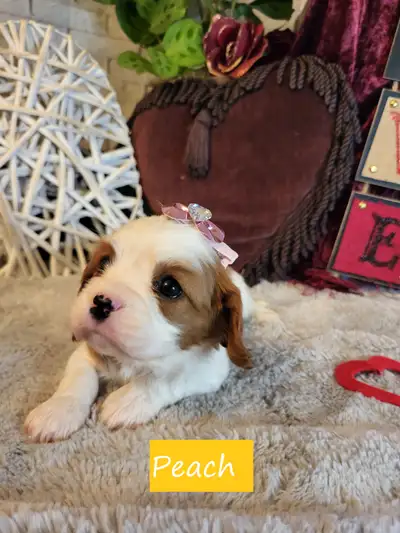 CKC Registered Cavalier King Charles Spaniel puppies, View more