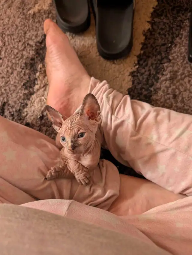 Réservée bébé chaton Sphynx in Cats & Kittens for Rehoming in Victoriaville - Image 7