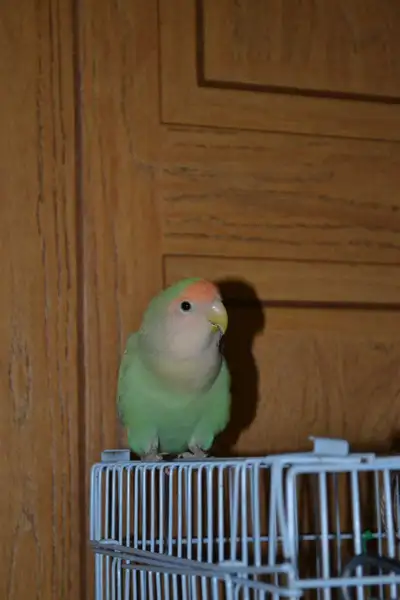 DNA Tested Lovebird , View more